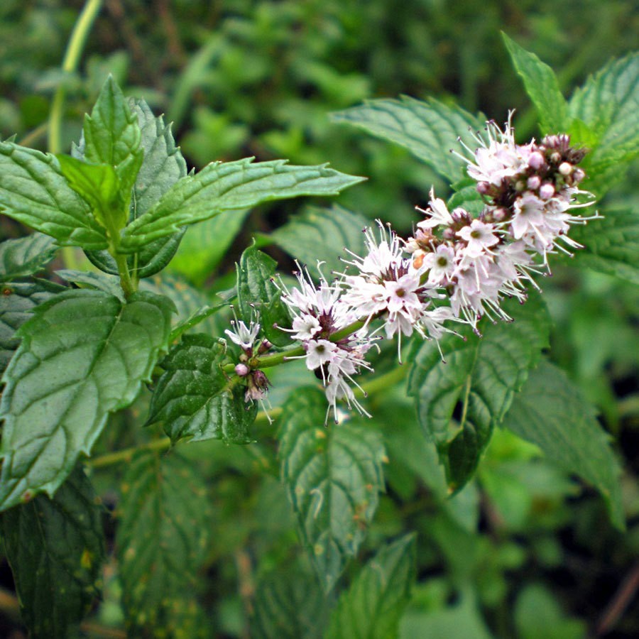 Spearmint Seeds Organic .12gr Approx 500 Seeds Non GMO Free Shipping!