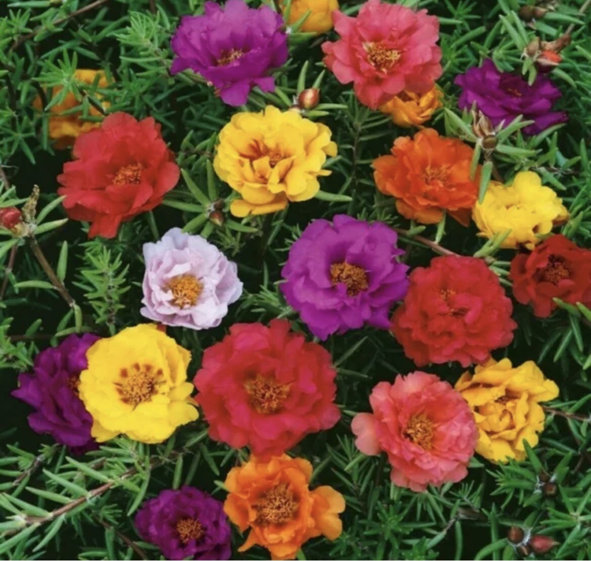 100 Portulaca Seeds Moss Rose Mix Annual Organic Edible Garden Purslane Flowers