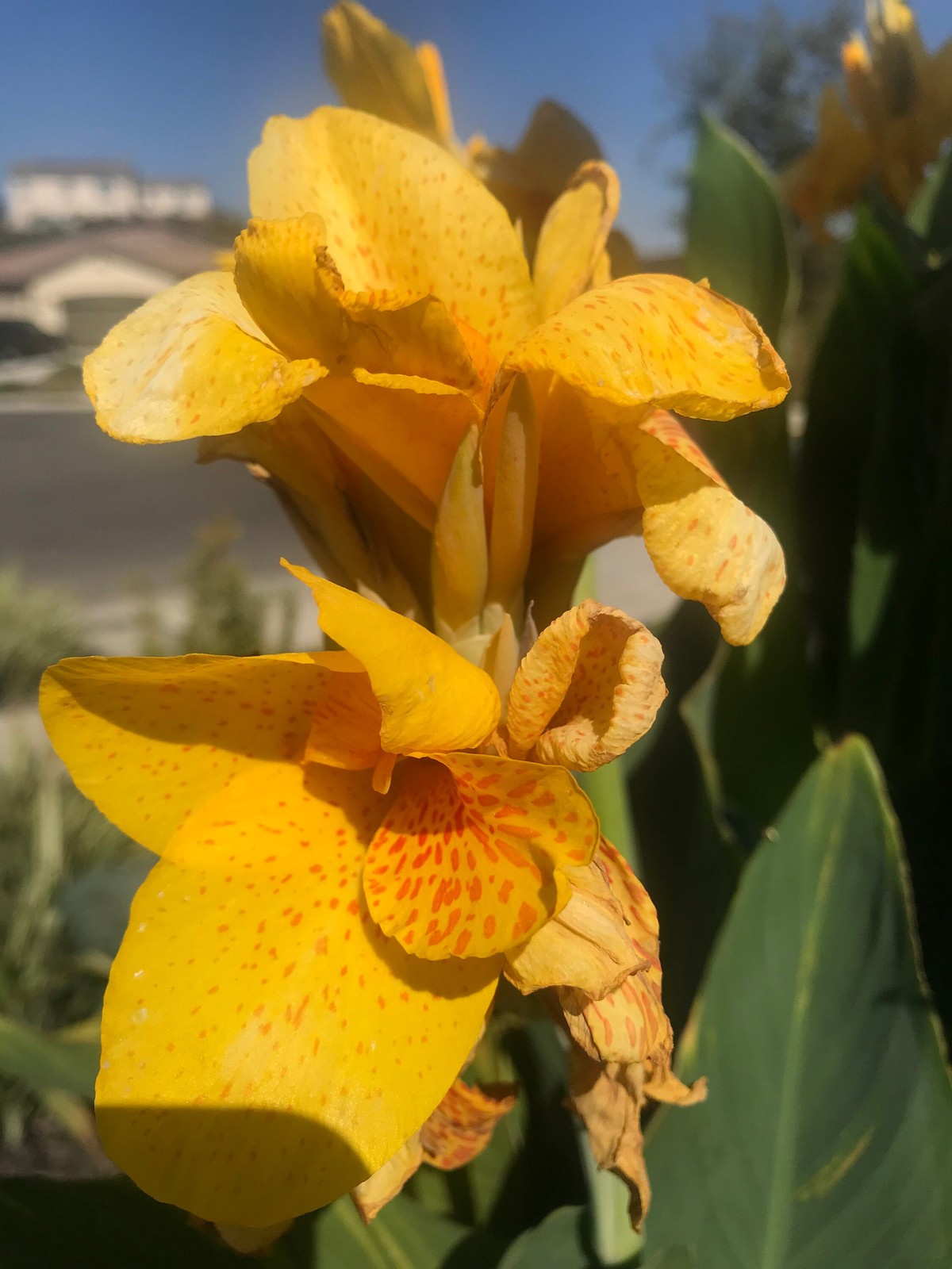 Golden Lucifer Rhizomes – Yellow Red Speckled Blooms – 1-Rhizome