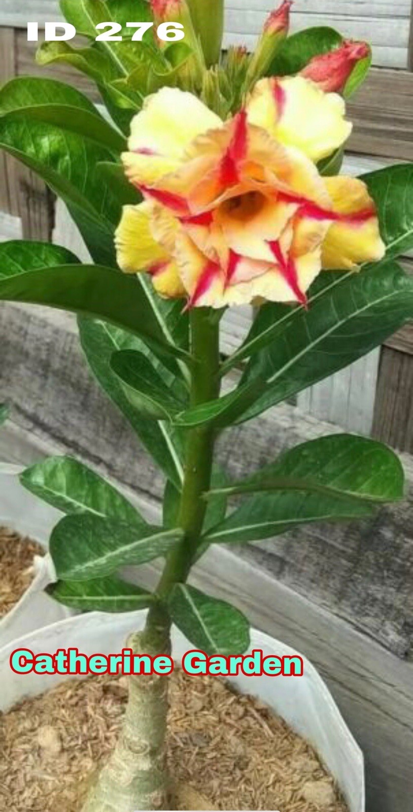 10 Desert Rose Seeds . Red-yellow. Rare. No Shipping To Puerto Rico.