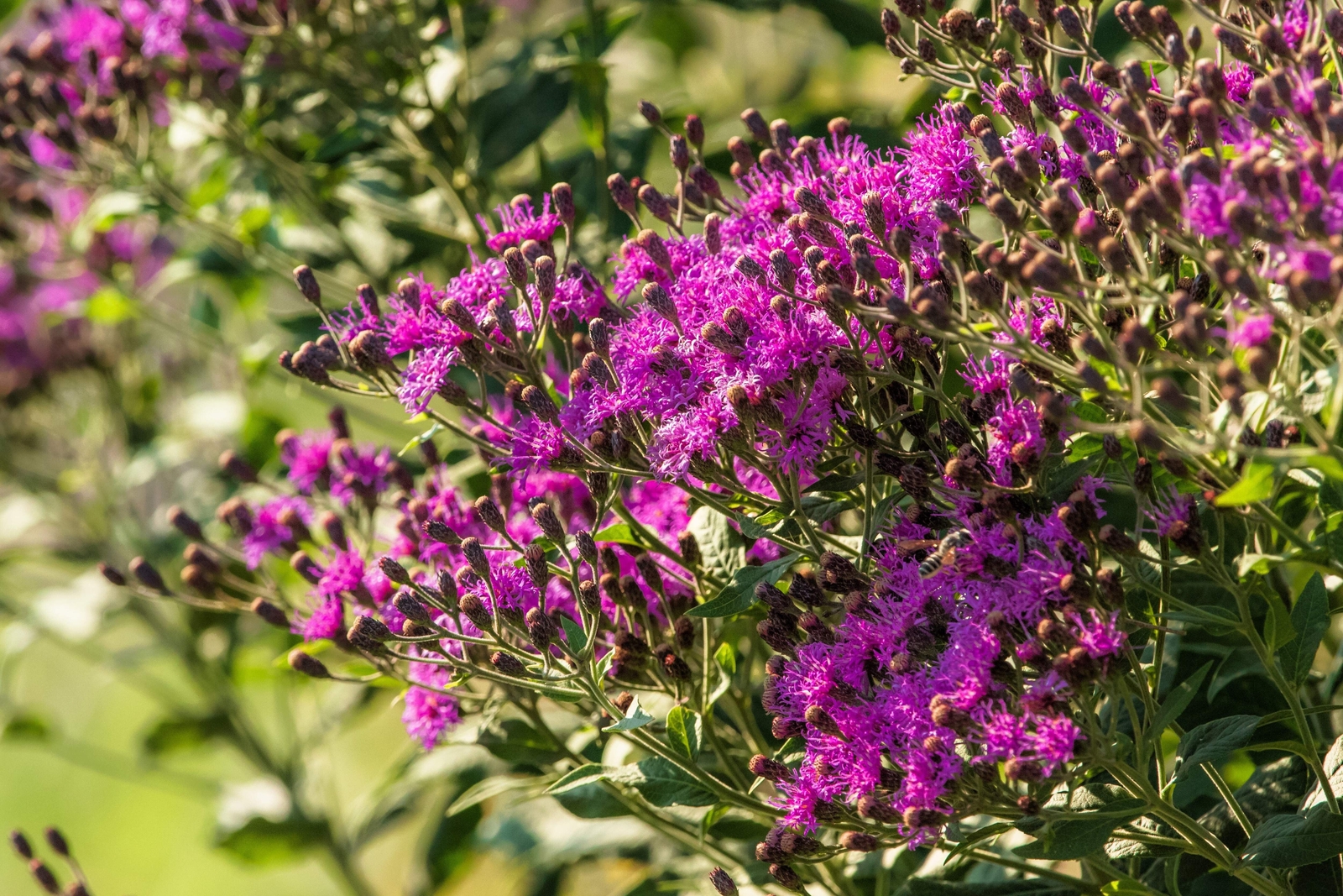 250 PURPLE IRONWEED Vernonia Fasciculata Flower Seeds