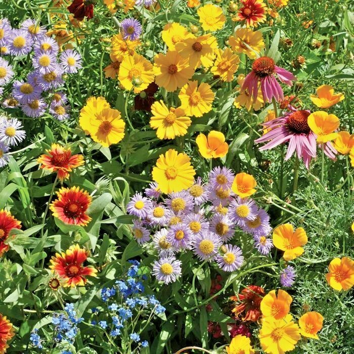 2001+POLLINATOR MIX Seeds 17 Native Wildflowers Annual Perennial Garden Easy