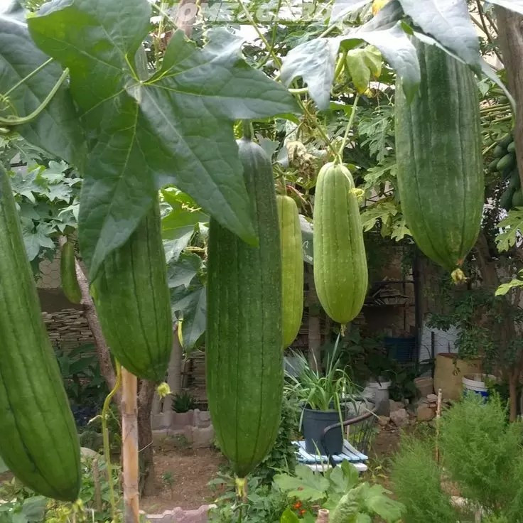 24 LUFFA GOURD SEEDS – LOOFAH SPONGE GOURD – DISHCLOTH GOURD – LARGE —– RARE