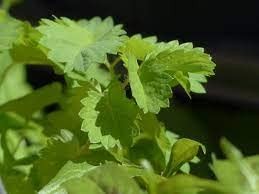 Salad Burnet Herb Seeds Alternative Salad Green and Easy-to-Grow Herb Harvest