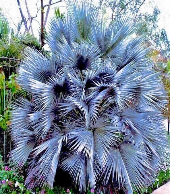 Mexican Blue Hesper Palm Tree Seeds ~ Brahea Armata ~ Mexican Blue Palm Tree ~