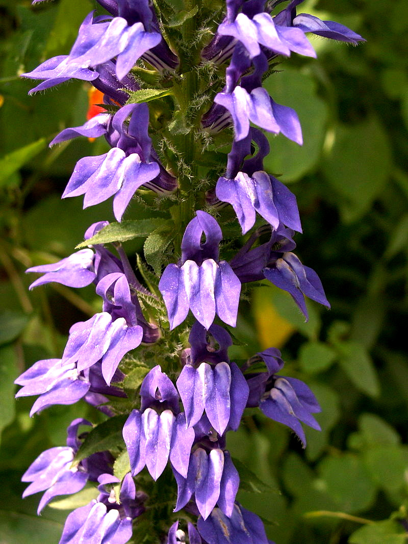 Giant blue lobelia 253 SEEDS, LOBELIA SIPHILITICA hardy, EZ to grow, USA seller