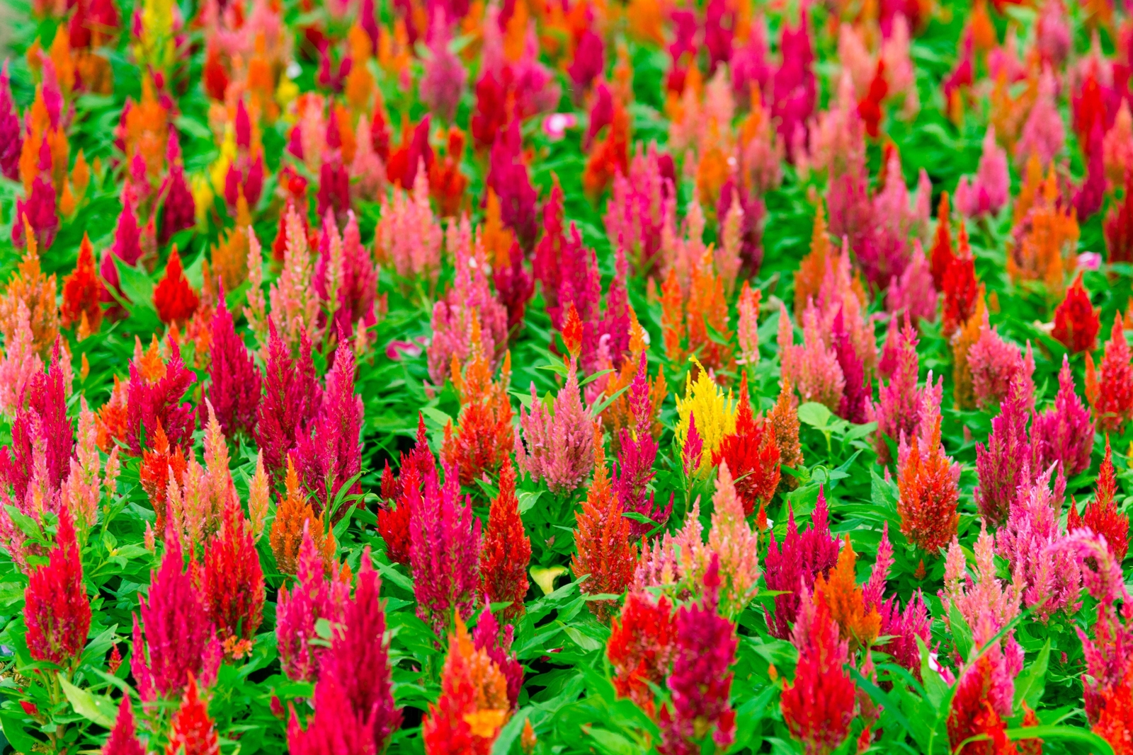 150 Mixed PAMPAS PLUMES COCKSCOMB Celosia Plumosa Flower Seeds