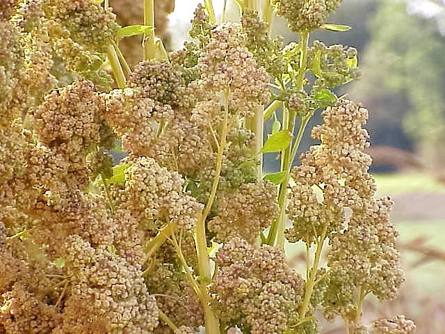 50 Organic MINT VANILLA QUINOA Green & White Chenopodium Vegetable Grain Seeds