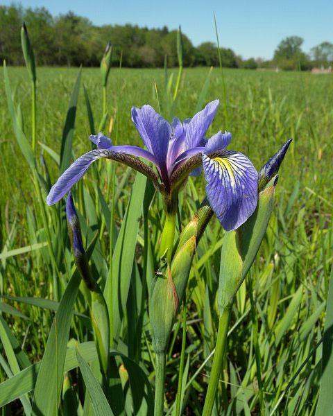 Iris versicolor | Northern Blue Flag | Liver Lily | Water Iris | 10 Seeds