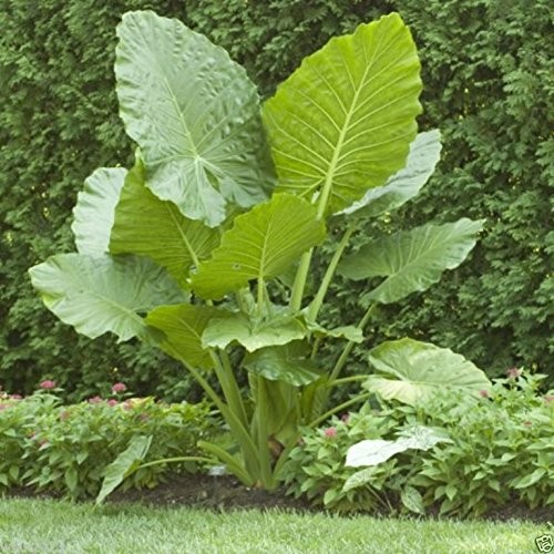 Giant Elephant Ear (3 Bulbs) Colocasia Esculenta – Beautiful Bulbs,tropical