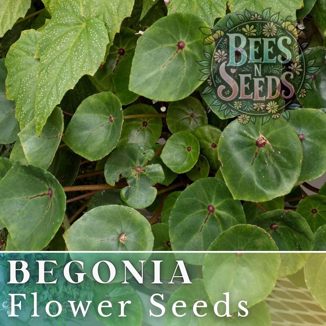 Sunset Embers Begonia Seeds 45 or 125 Seeds Flower, Flower Seeds