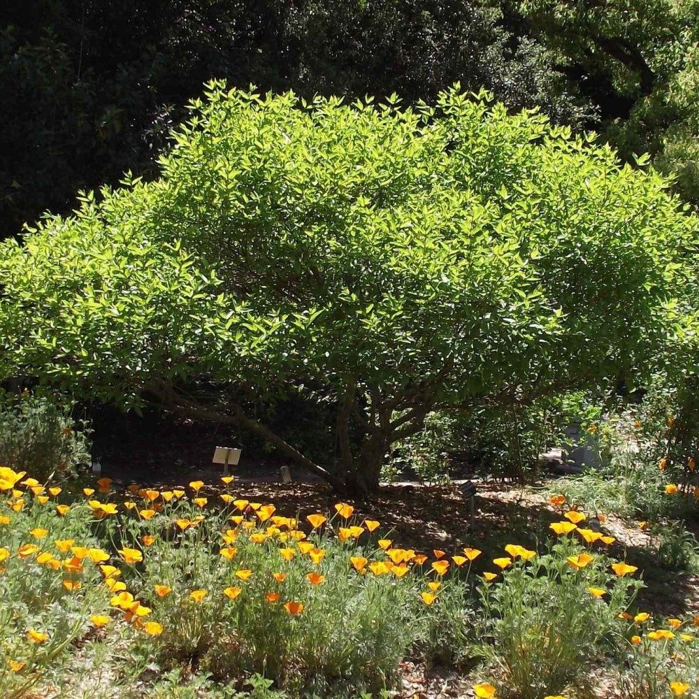 BUTTON BUSH Cephalanthus Occidentalis – 10+ SEEDS. NO-DS