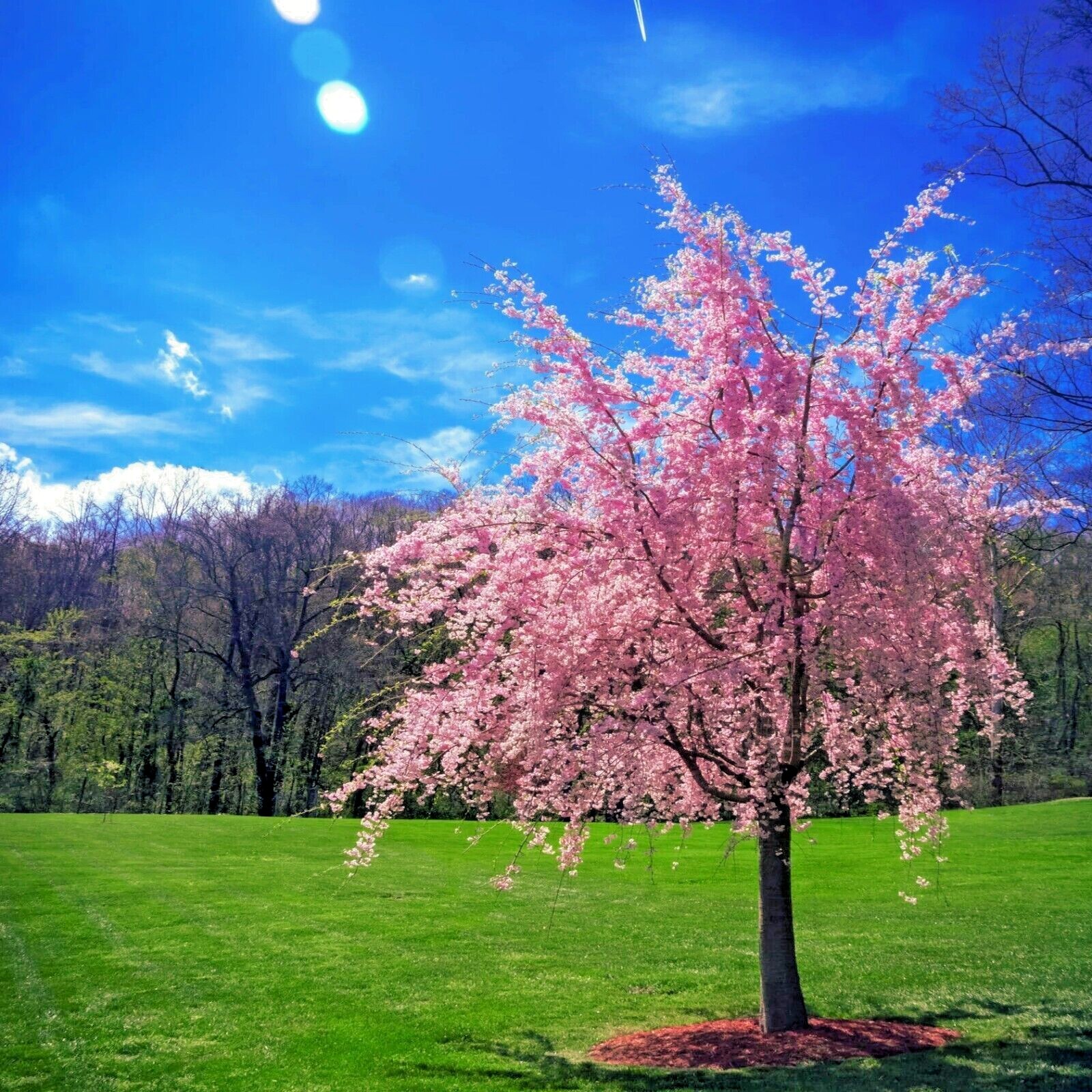 Japanese “WEEPING SAKURA” Cherry Blossom Flower Tree Seeds (pendula) Fast Hardy