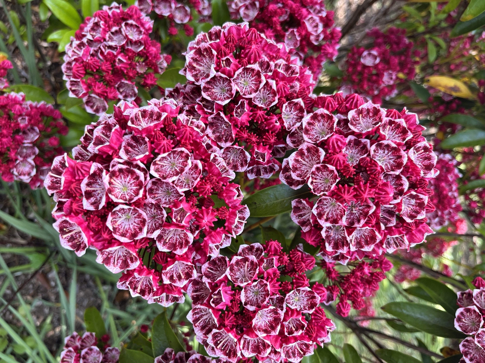 50 MOUNTAIN LAUREL White Pink Red Kalmia Latifolia Shrub Bush Seeds