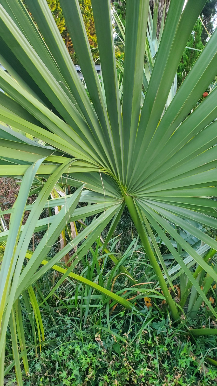 20 Palm Seeds Of Various Species