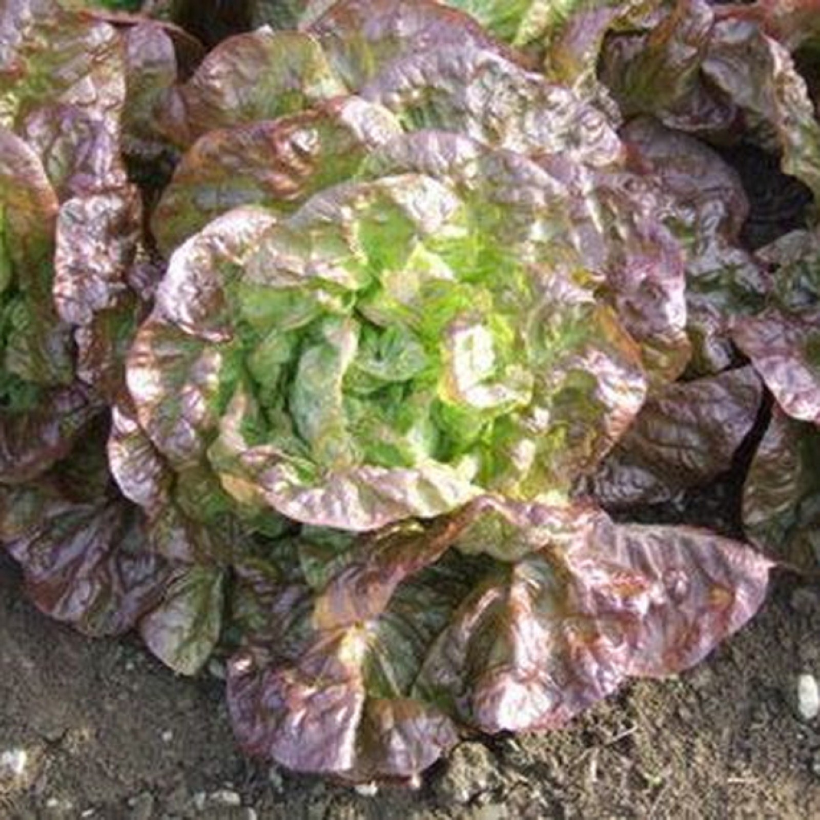 Marvel of Four Seasons Lettuce Seeds 400+ SEEDS NON-GMO BUY 4 ITEMS FREE SHIP