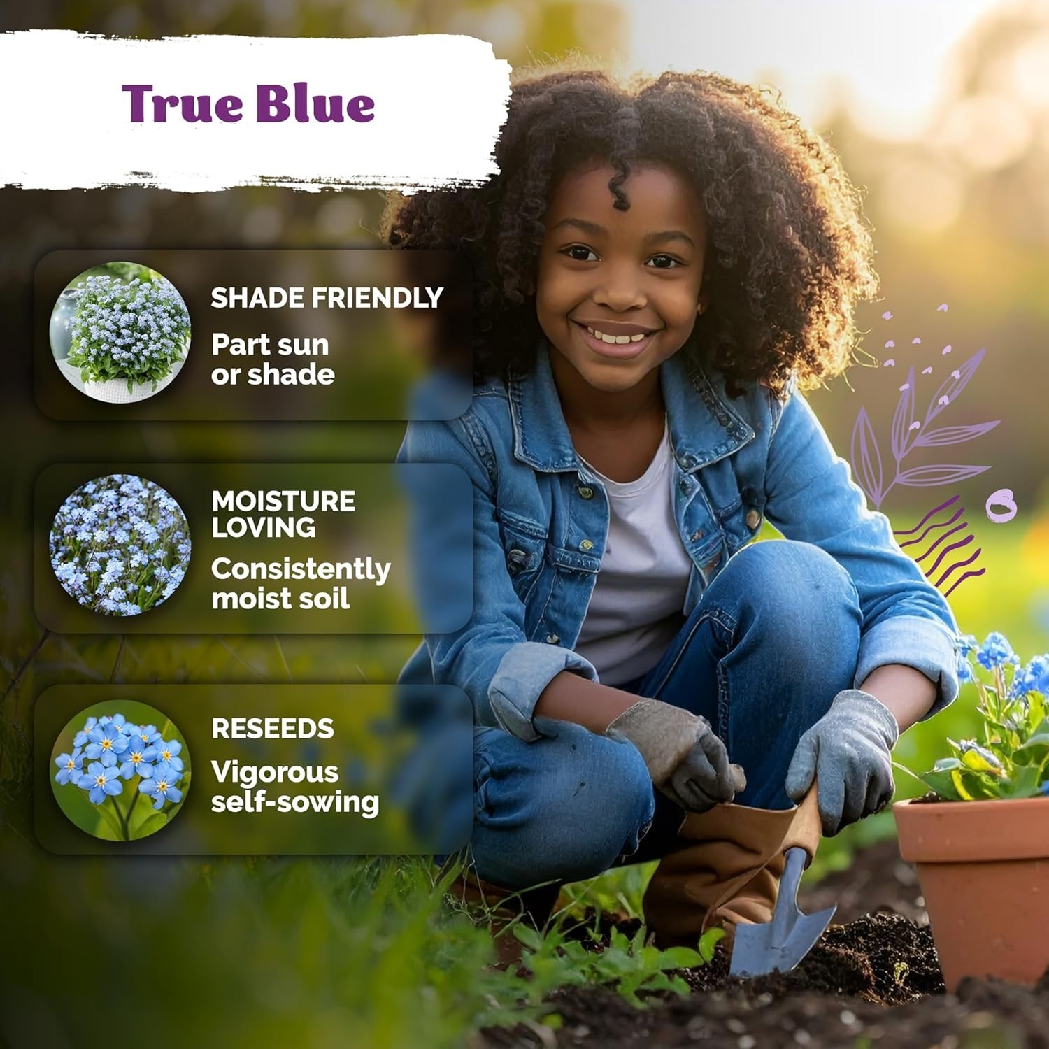 Myosotis Sylvatica 1200 Seeds – Vibrant Blue Perennials for Borders & Containers