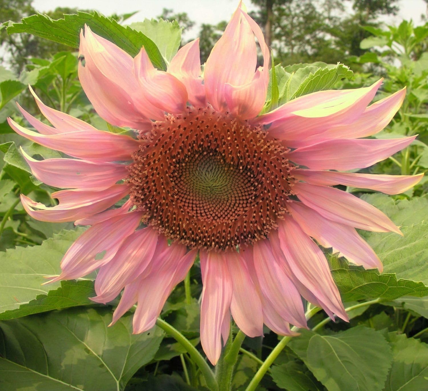 Giant Sunflower Seeds Mix (200+ Seeds) – Red, Purple, Pink Heirloom mix
