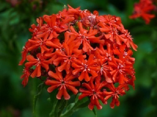 50+ RED MALTESE CROSS HEIRLOOM LYCHNIS / PERENNIAL / DEER RESISTANT / EASY