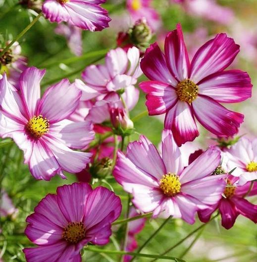 Cosmos PICOTEE Sensation Striped Edges Red & White Flowers Non-GMO 200 Seeds!
