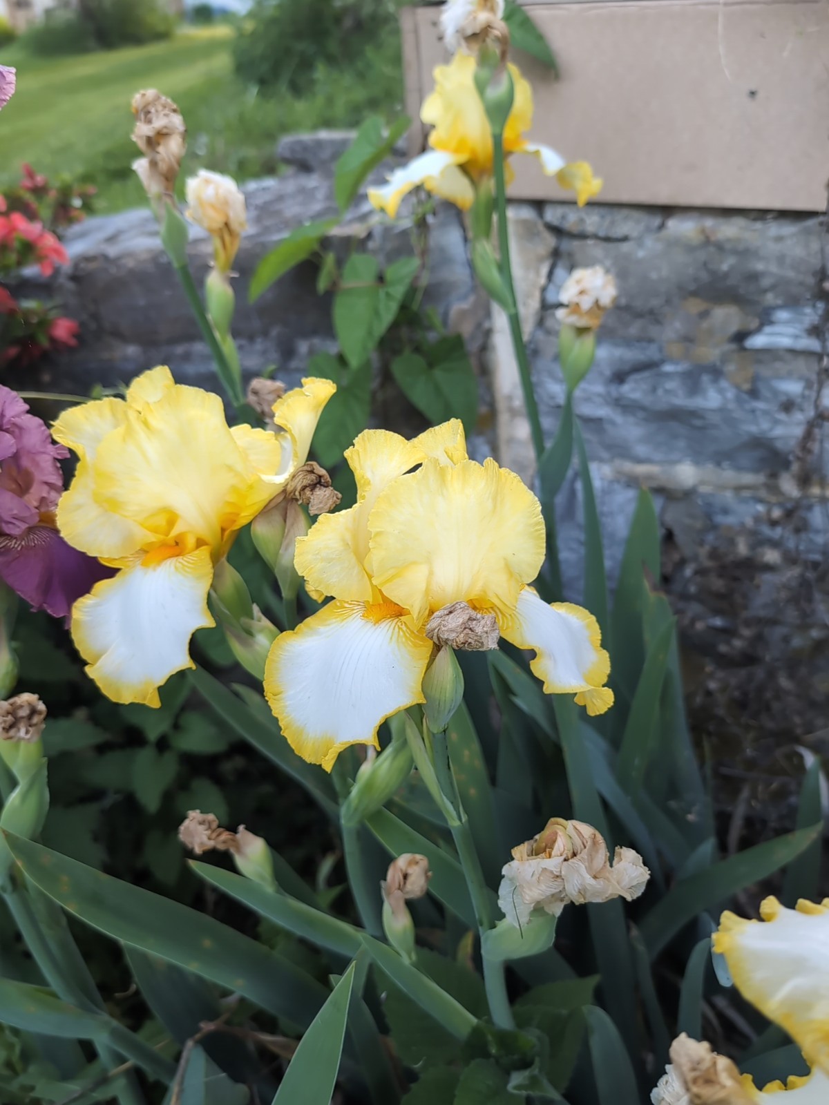 Tall bearded iris~bicolor Yellow/White~vigorous & stunning!~1 Healthy Rhizome