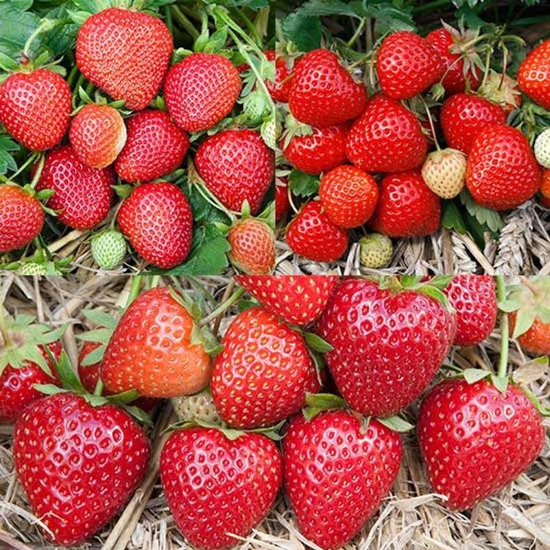 Best Selling Strawberry Collection (Pack of 18 Plants) Earliglow, Honeoye, Jewel
