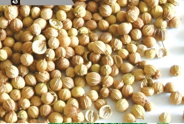 200+ Cilantro / CORIANDER Seeds | Heirloom – Non-GMO | Herb Seeds – USA SELLER