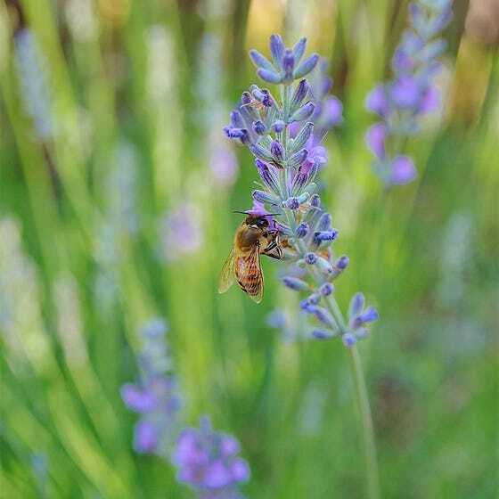 True LAVENDER English Fragrant Flowers Perennial Medicinal USA Non-GMO 200 Seeds