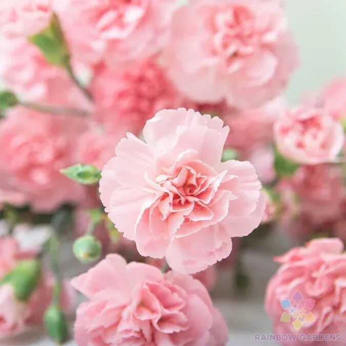 200+ La France Carnation Seeds for Garden Planting – USA – FREE SHIPPING!