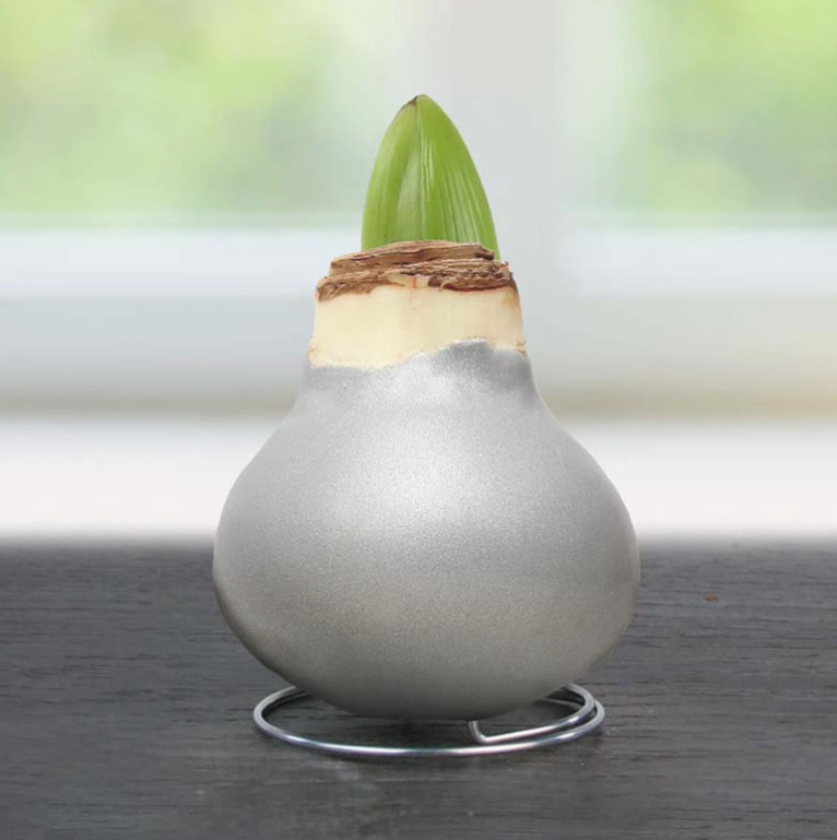 Silver Waxed Amaryllis Bulb with Stand, Live Indoor Blooming Plant