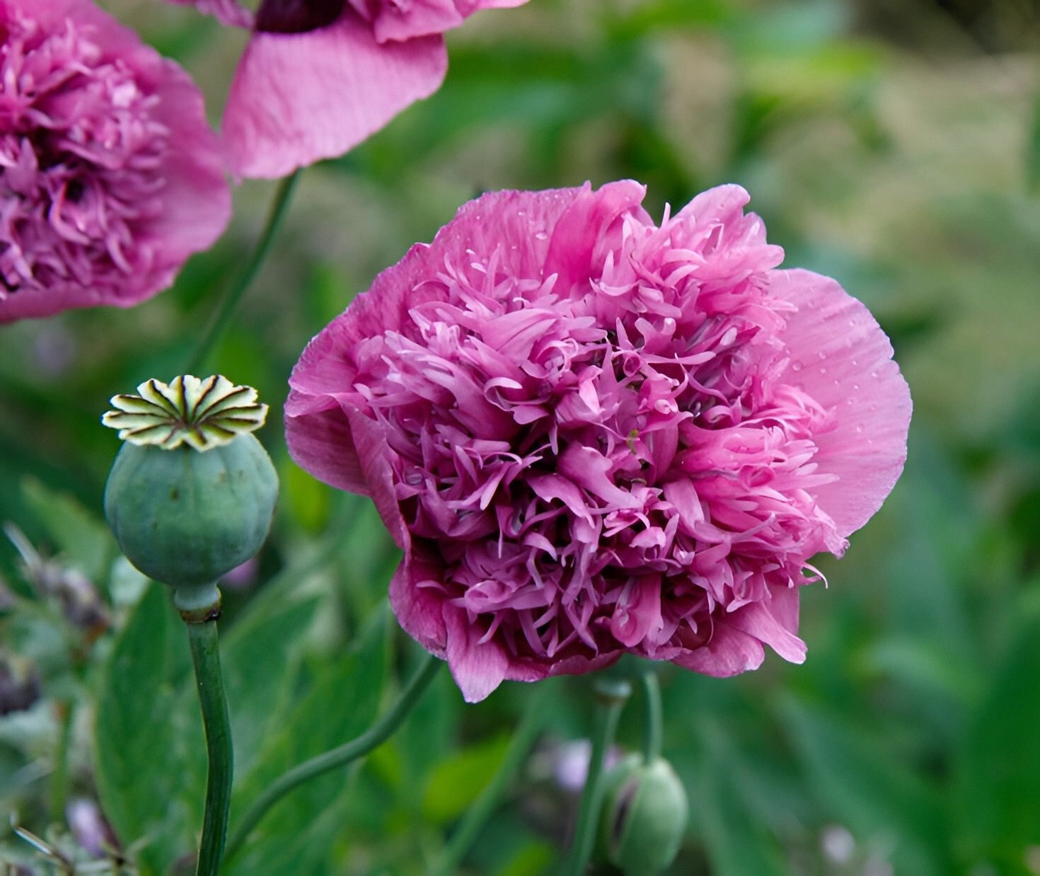 1,000 Violetta Blush Poppy Seeds – P.Somniferum – Giant Purple Heirloom Blooms