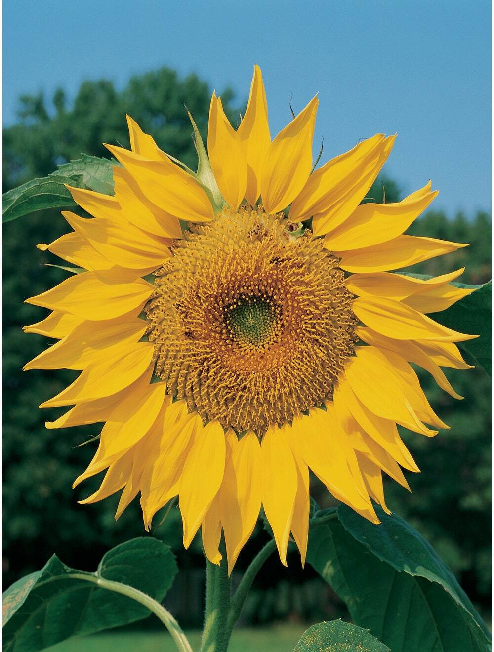 100 – 125 Mammoth Sunflower Seeds