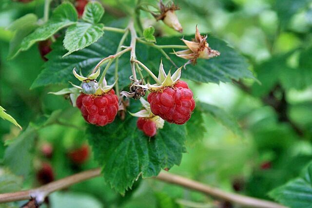Rubus idaeus | Red Raspberry | 100 Seeds