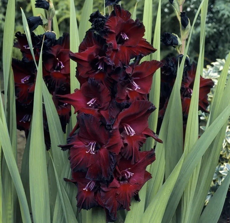 Gladiolus ‘Black Sea’ (5)Bulbs , Burgundy Black Foliage,Velvety Blooms