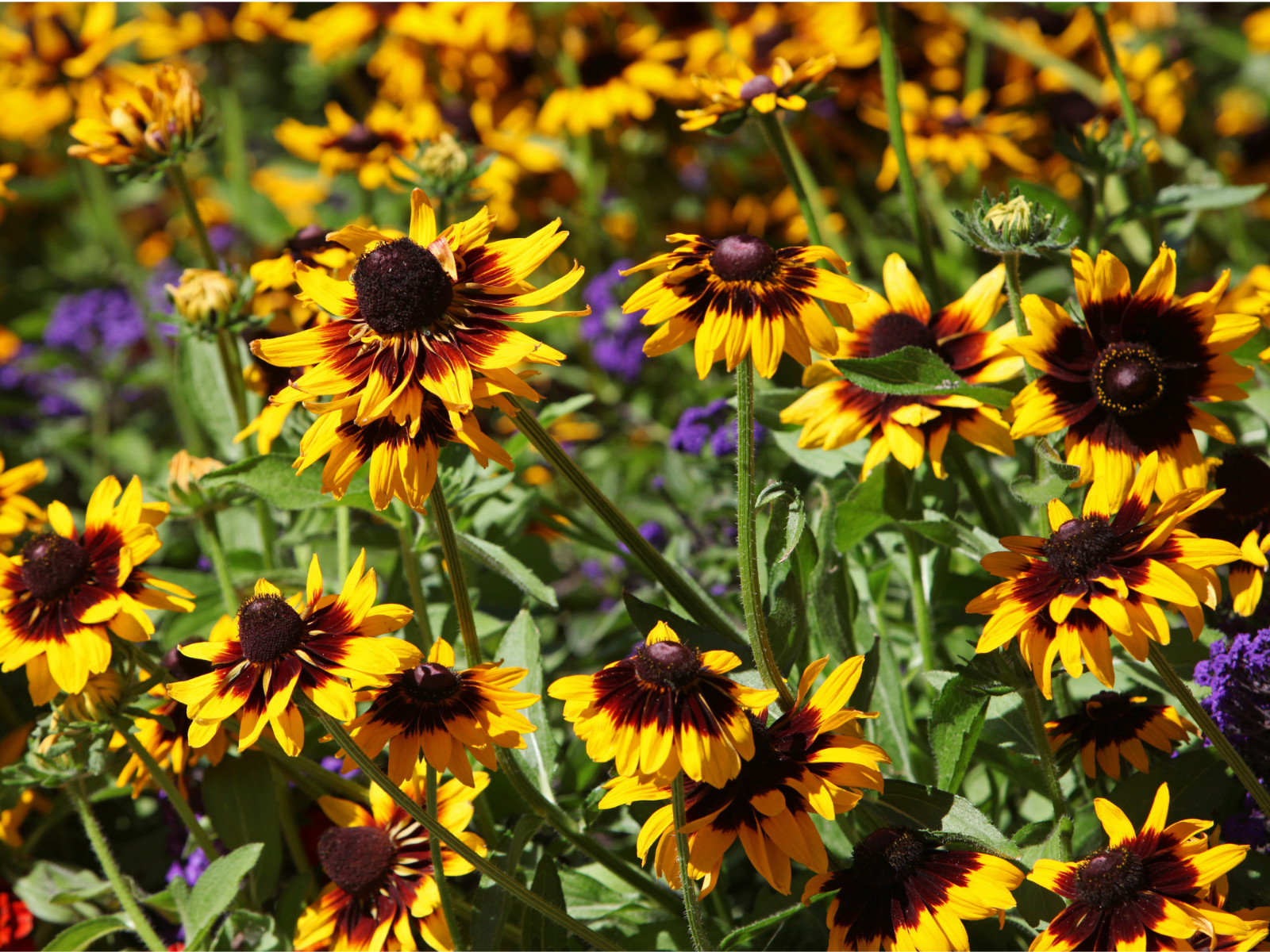 100 Seeds| Gloriosa Daisy Seeds #N005