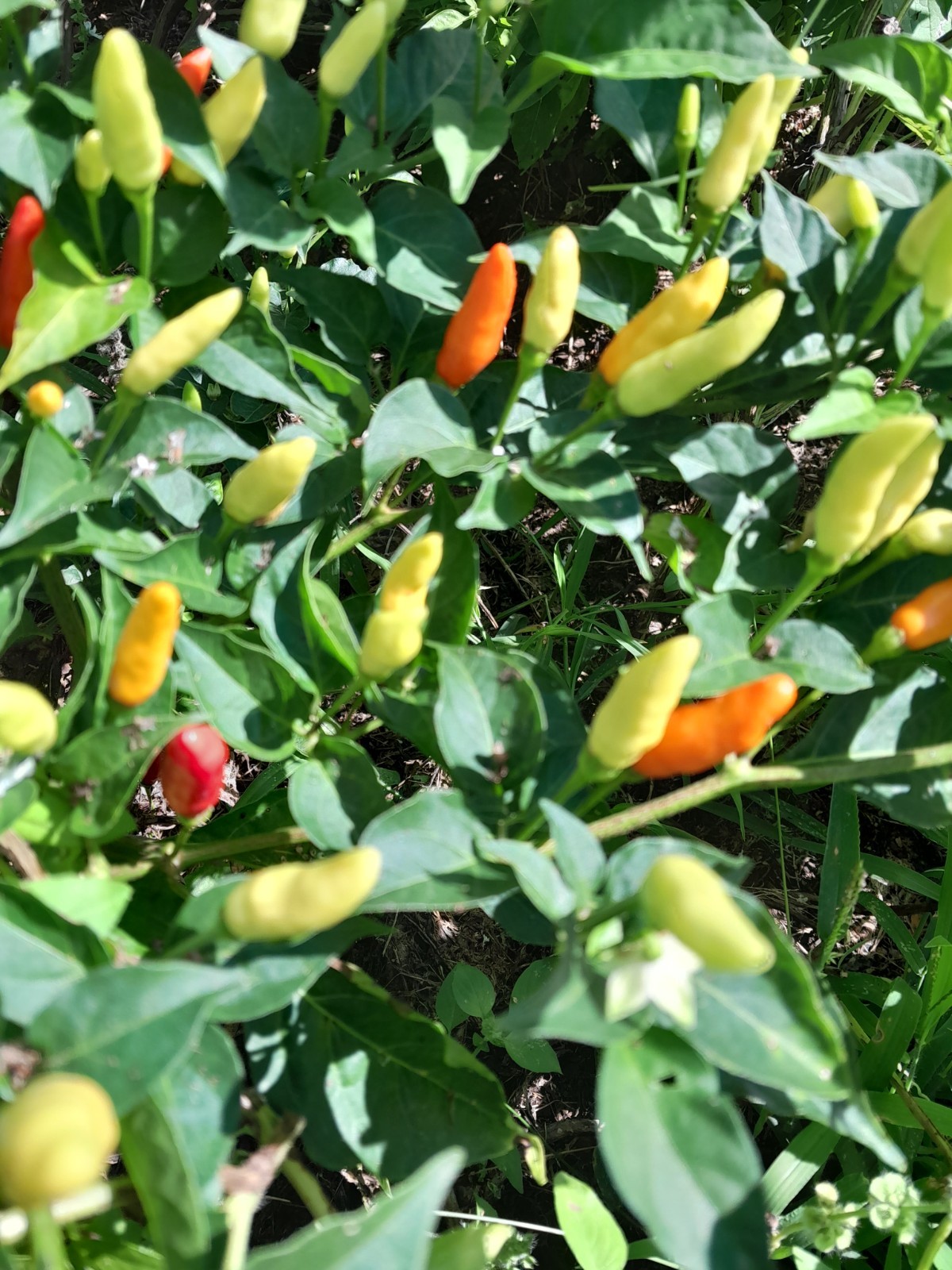 Tabasco 50+ HEIRLOOM Seeds Very High Yield, Pure strain,100% Organic, grown USA
