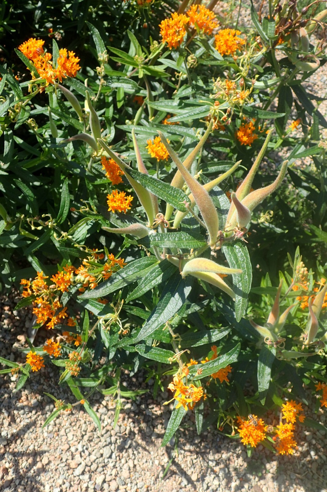 Butterfly Milkweed Seeds Texas Native Seeds Asclepias Tuberosa Pollinator Seeds