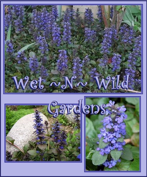 10 Ajuga reptans ‘Bugleweed’ ground cover~ Rooted Cuttings / STARTER plants