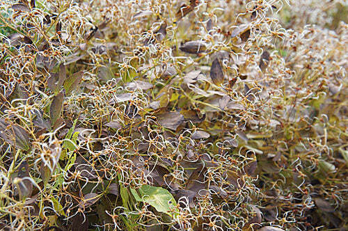 Clematis recta | Upright Clematis | Ground Virginsbower | 10 Seeds