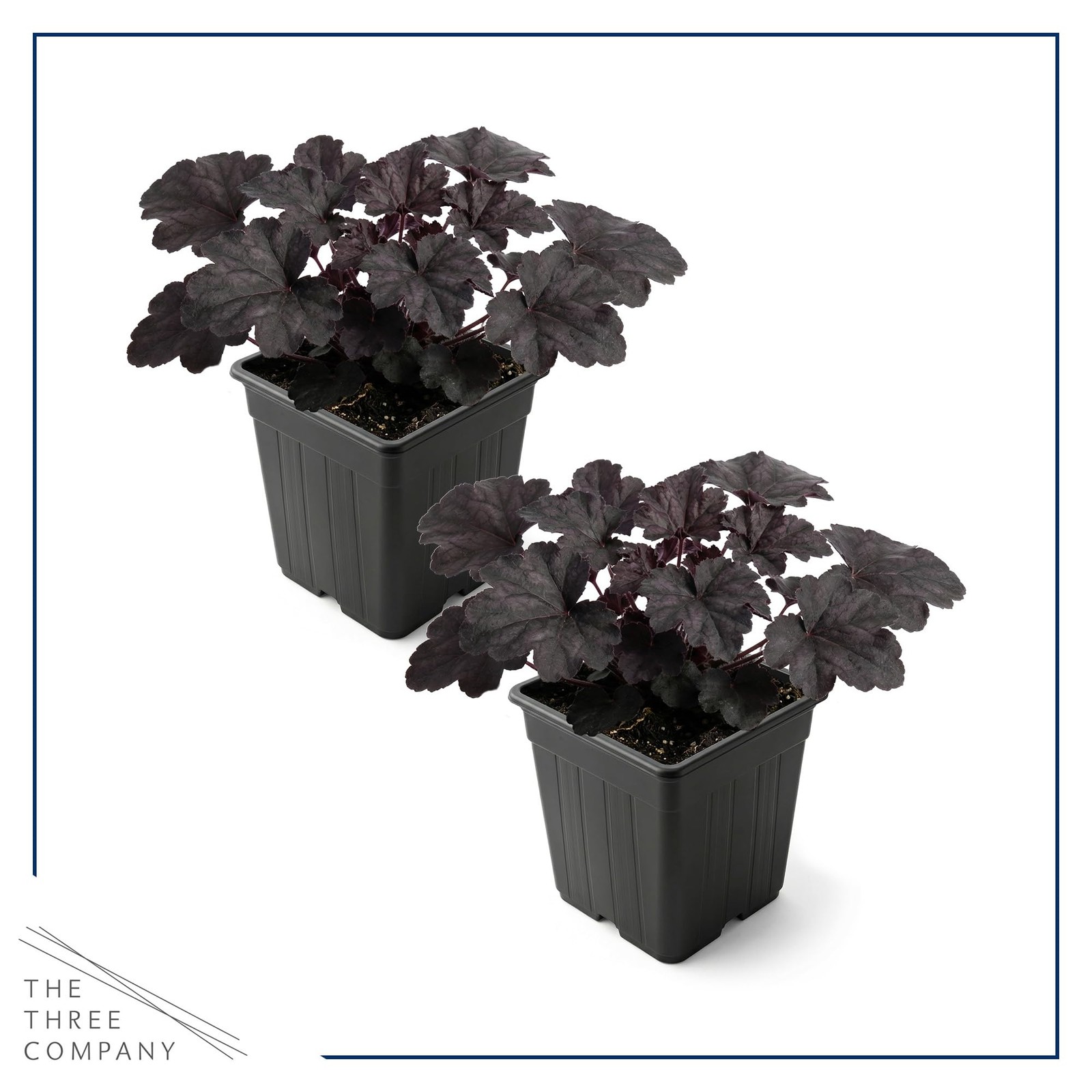 Heuchera Coral Bells 2Pack Black Olive Shade Perennial Foliage Plant 10″
