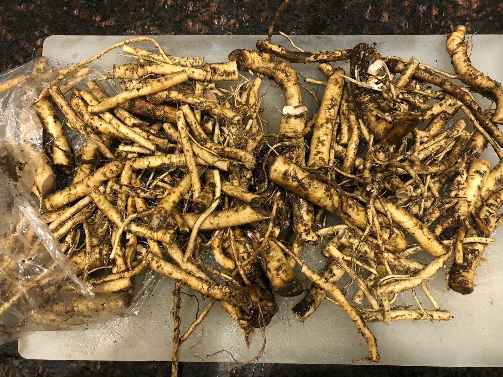 HORSERADISH ROOTS / STARTS (Common), ORGANIC: 6 ea. pre-sprouted