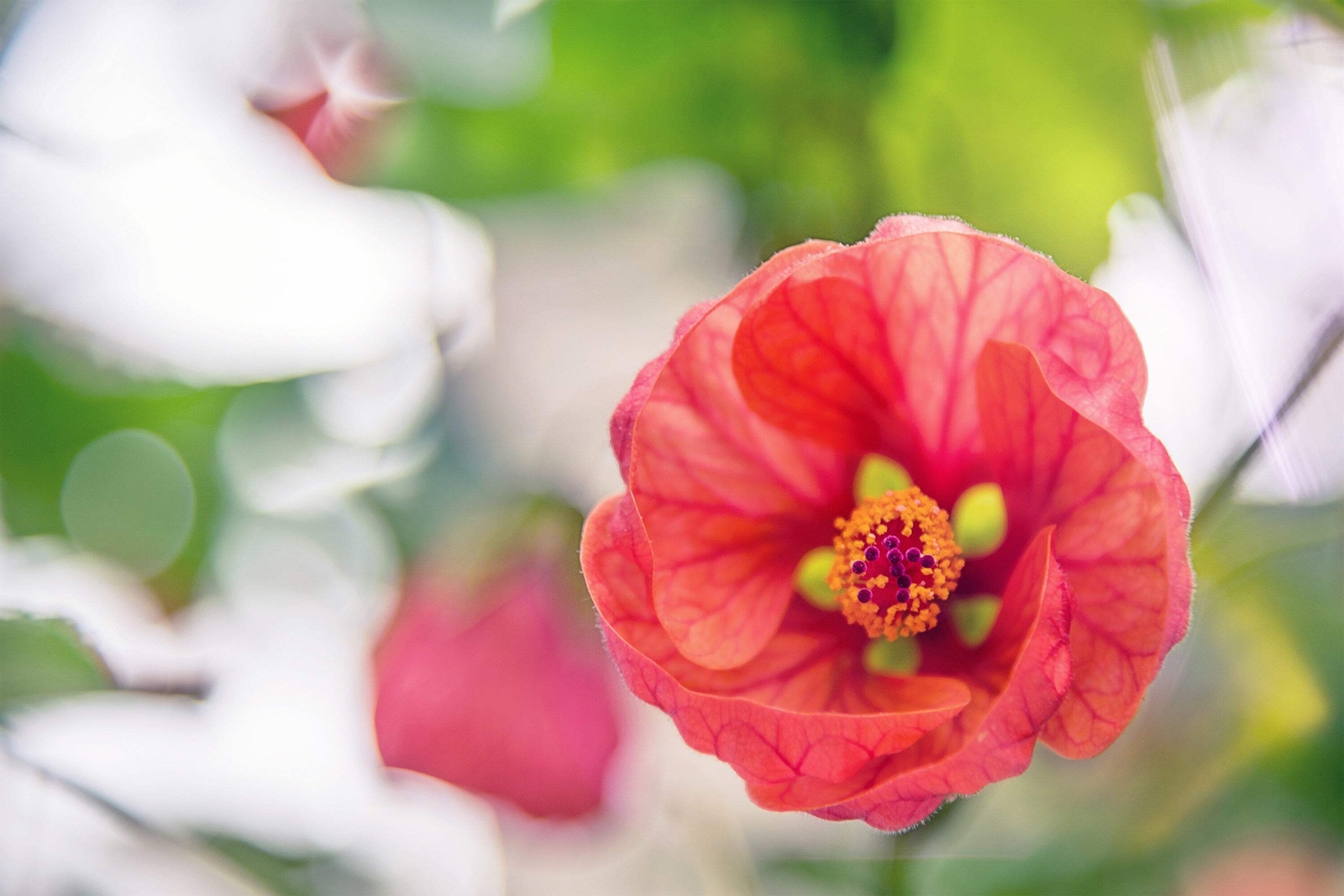30 Mixed Colors FLOWERING MAPLE Abutilon Hybridum Chinese Bell Flower Tree Seeds