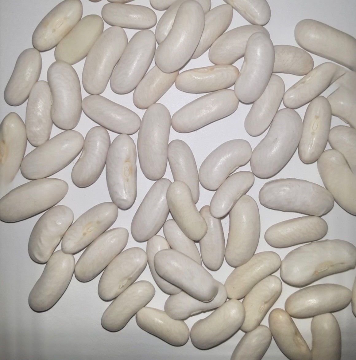 Organic Blue Lake 274 Bush Green Bean Seeds, Heirloom/Non-GMO, Flesh 2026 🇺🇸
