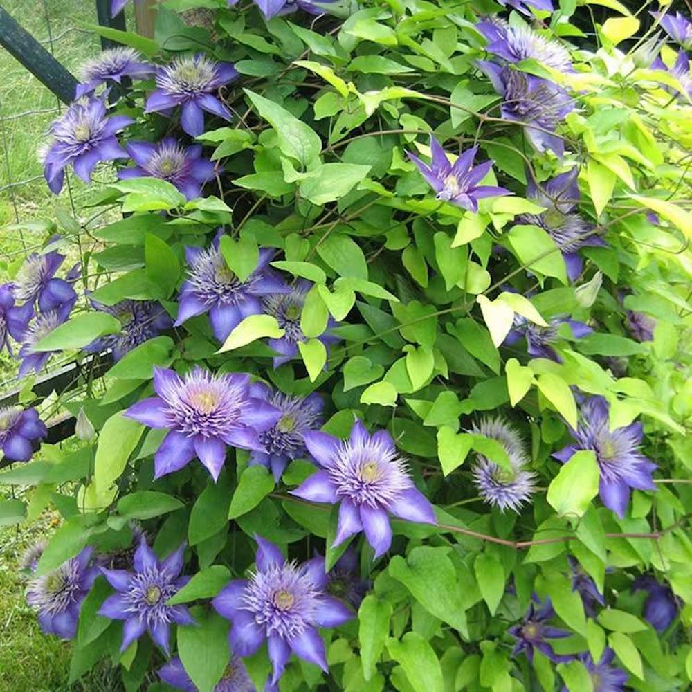 25pc CLEMATIS SEEDS Garden Plant Flower vine climber USA seller FREE shipping