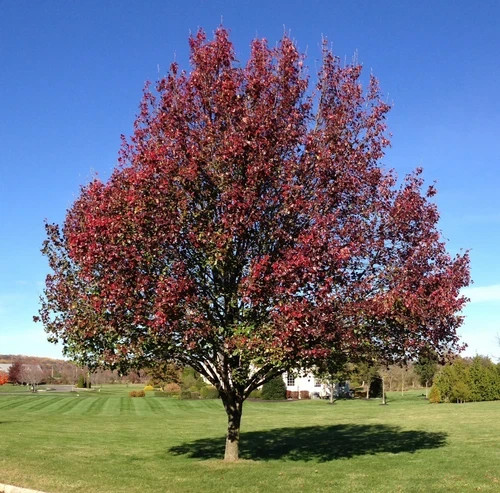 Bradford Pear Tree Seeds – 10 Pack – Pyrus calleryana – Free Shipping!