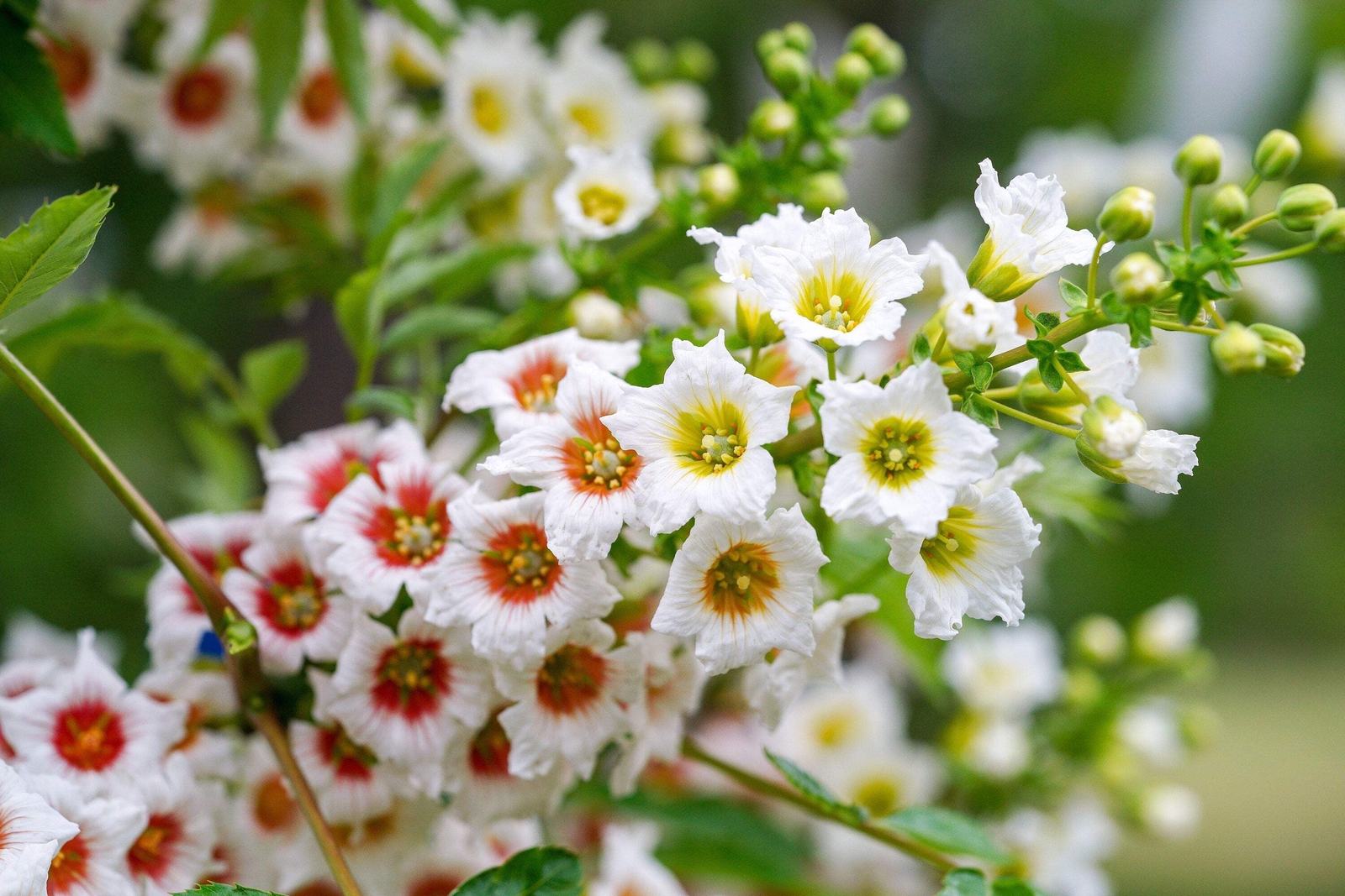 5 YELLOWHORN TREE Xanthoceras Sorbifolium White Yellow Red Fragrant Flower Seeds