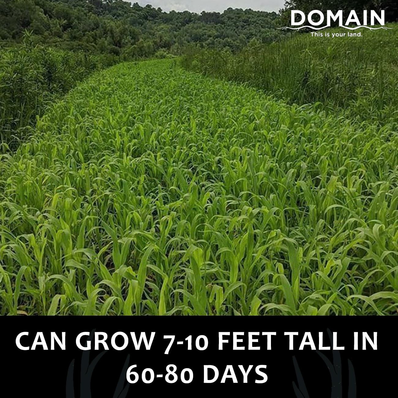 “Incognito Deer Plot Seed for 1/4 Acre Fast Growing Concealment Solution”