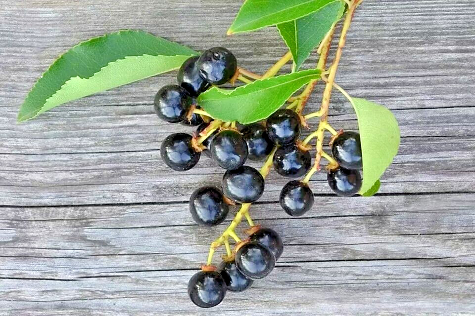 Wild Black Cherry Tree | Premium Seeds | Prunus serotina ‘Spring’ | Plants’®