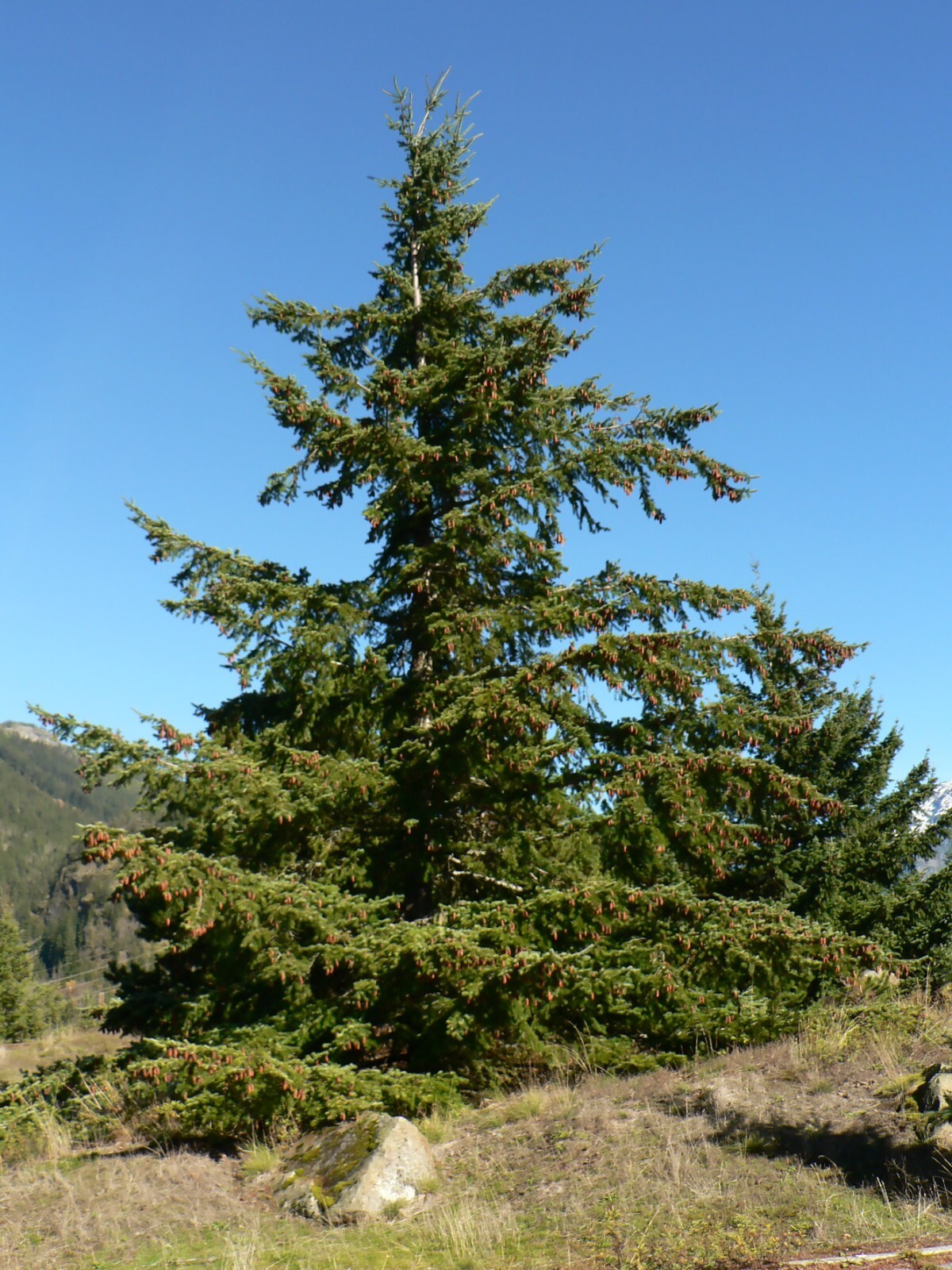Green Douglas Fir, Pseudotsuga menziesii, Tree Seeds
