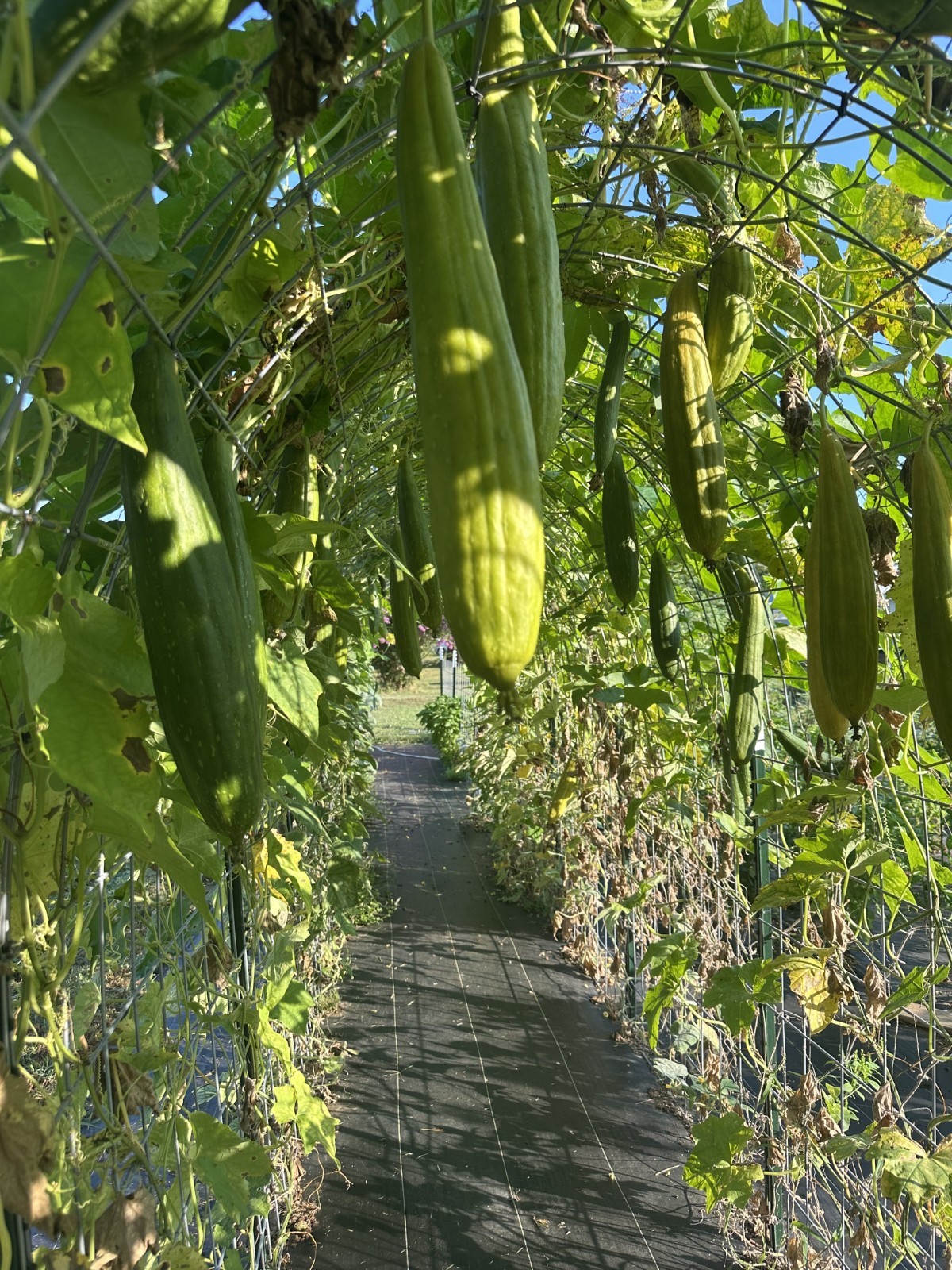 Luffa Seeds 25 Count